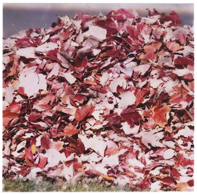 Nature's Notes Vellum